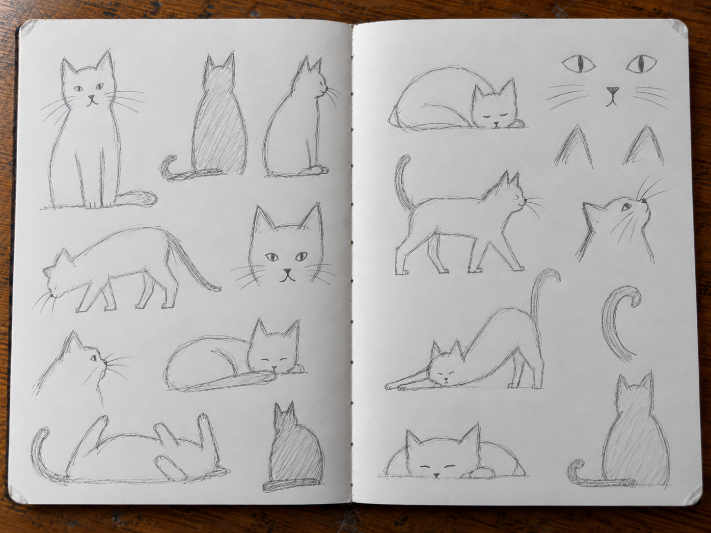 Open sketchbook showing direct graphite observations of a cat in varied poses and close-up studies of its features.