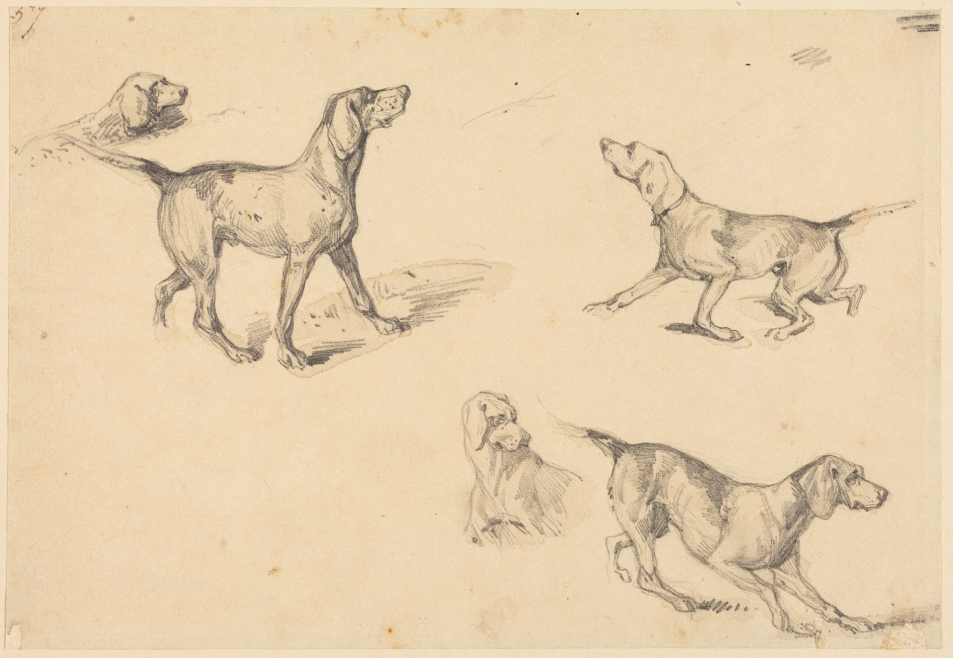 Richard Parkes Bonington, Five Studies of a French Pointer, 1825/1826. Graphite with touches of gray wash on wove paper: five separate studies of the same dog in different poses and movements.